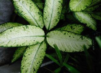 okazały okaz Aglaomeny ze sklepu z roślinami doniczkowymi mikroklimat