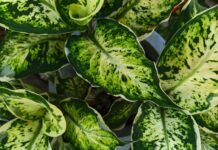 Serwis roślin biurowych po szkodnikach: etapy Liście Aglaonemy kupionej w sklepie mikroklimat