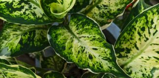 Serwis roślin biurowych po szkodnikach: etapy Liście Aglaonemy kupionej w sklepie mikroklimat