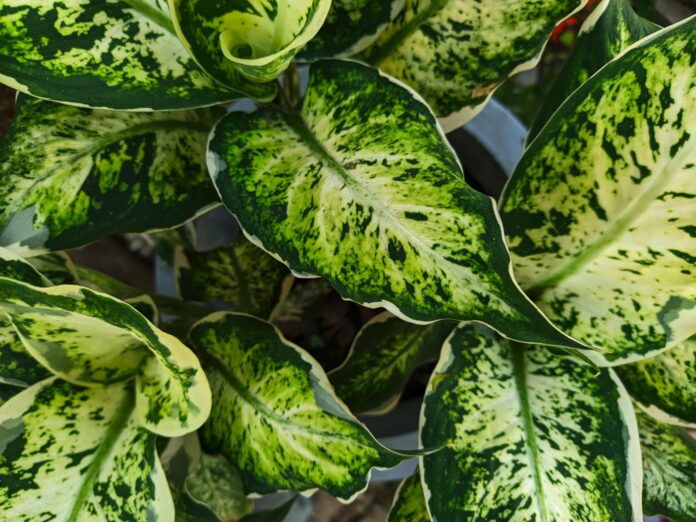 obraz_2 Liście Aglaonemy kupionej w sklepie mikroklimat