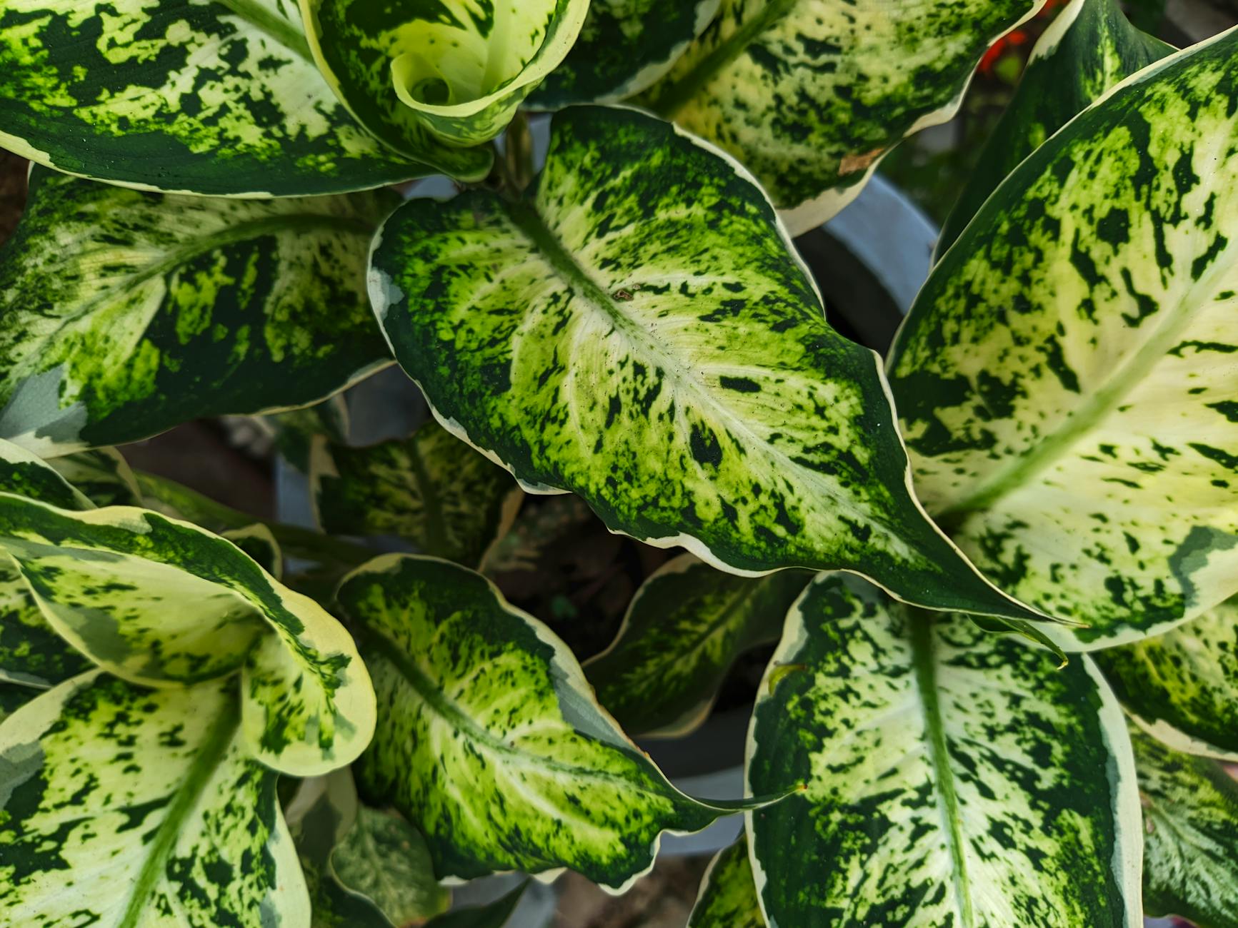 Liście Aglaonemy kupionej w sklepie mikroklimat